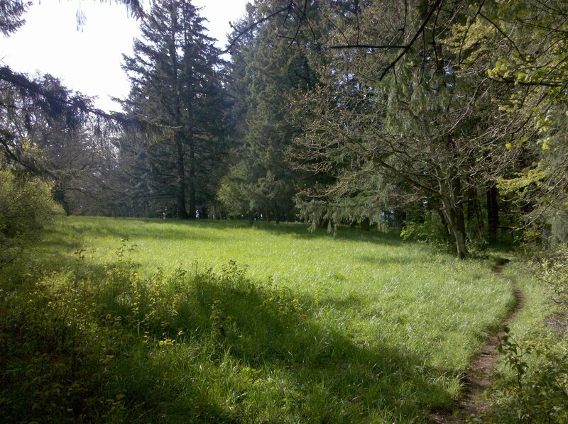 Forest path through grassy clearing