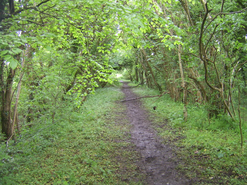 Forest path through green foliage