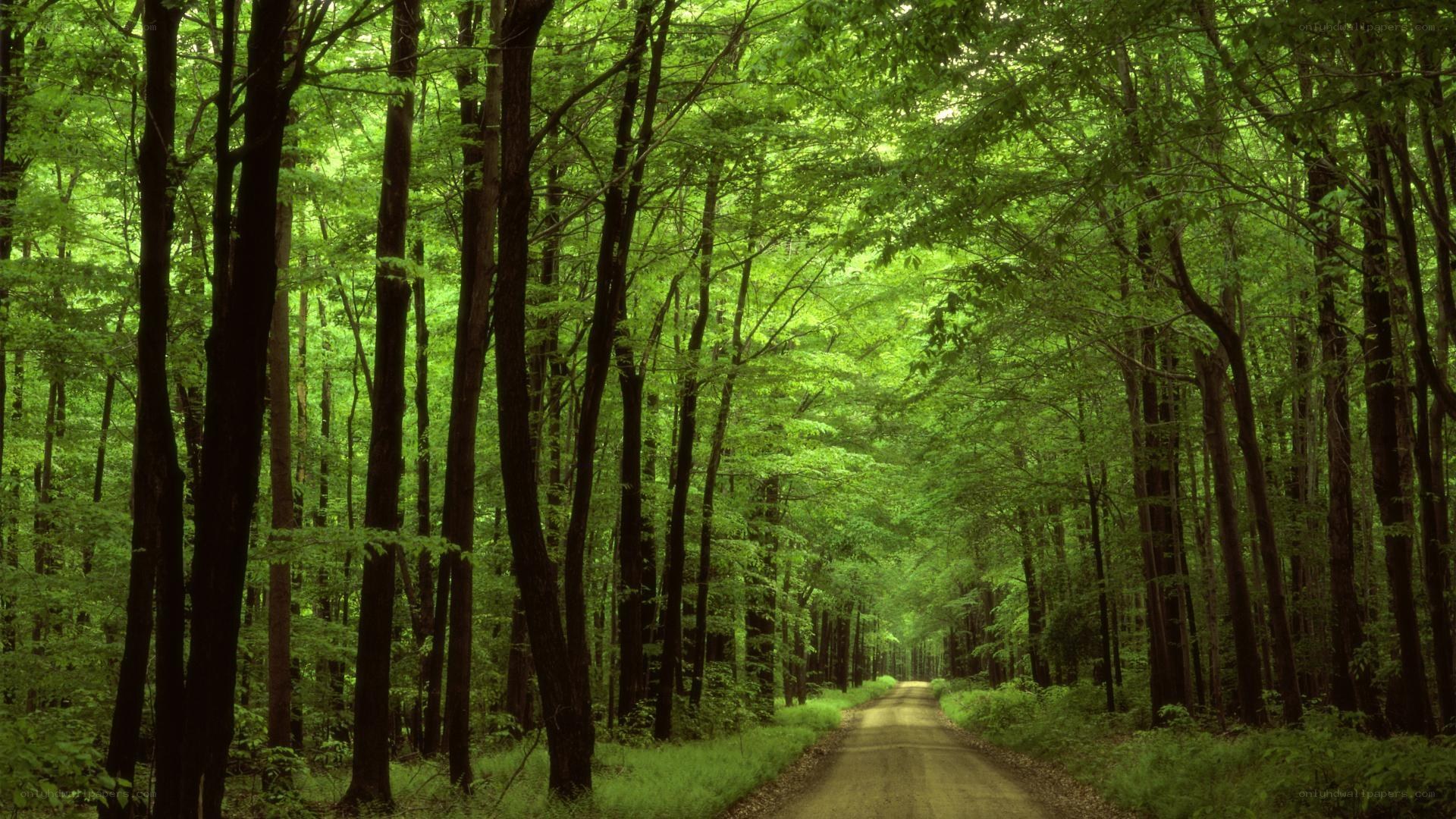 Forest path through green trees