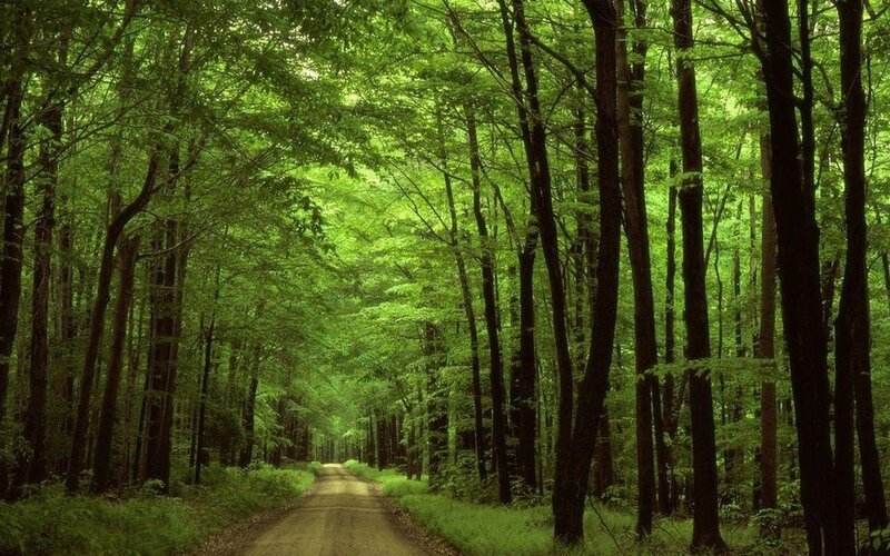Forest path through green trees