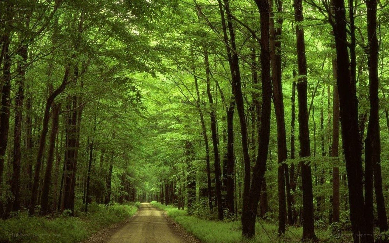 Forest path through green trees