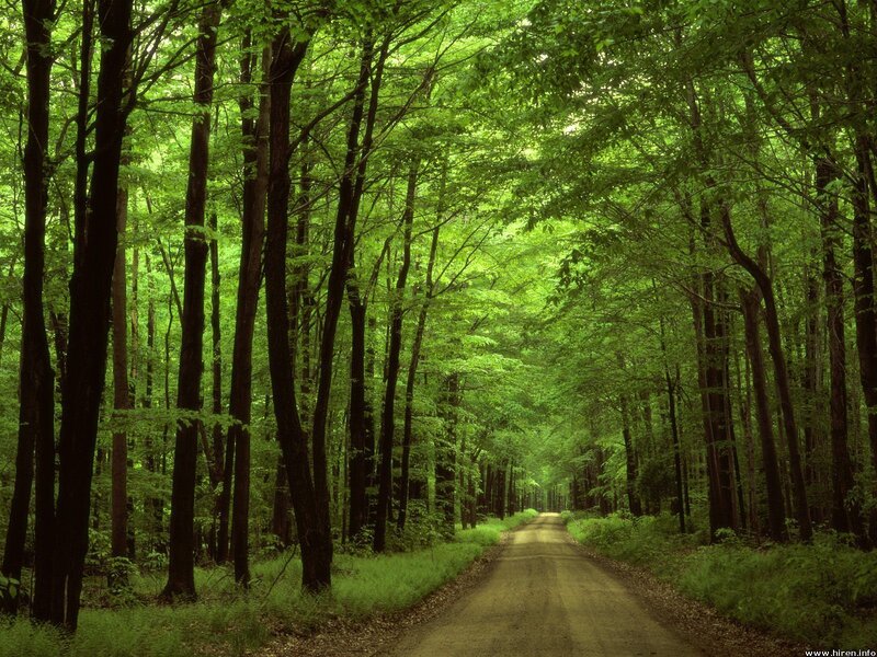 Forest path through green trees