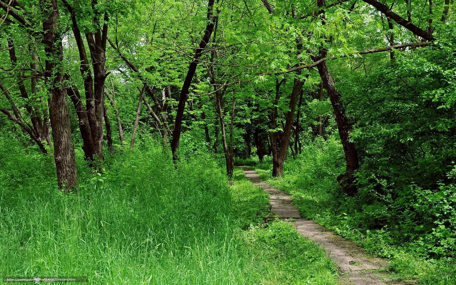 Forest path through green trees