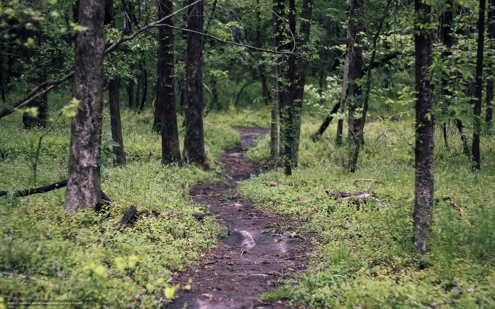 Forest path through green woods