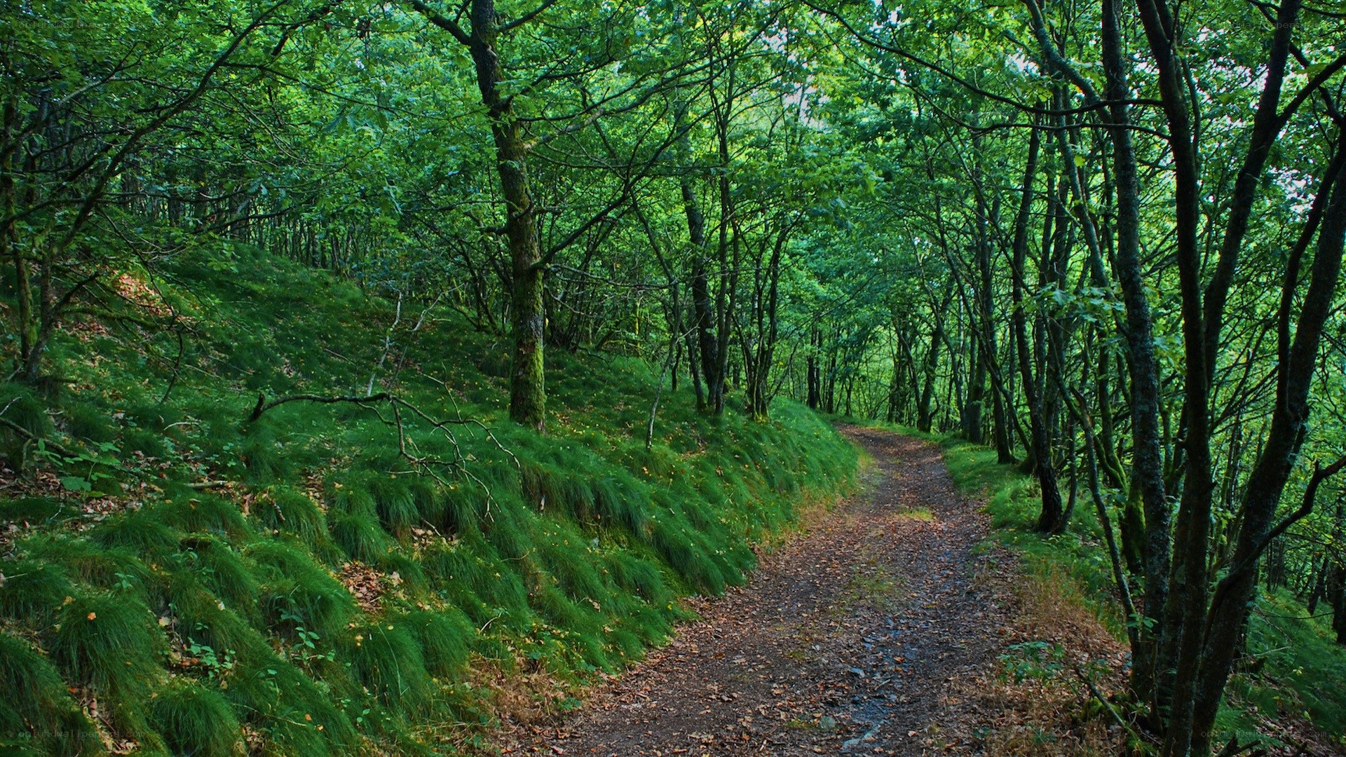 Forest path through green woods