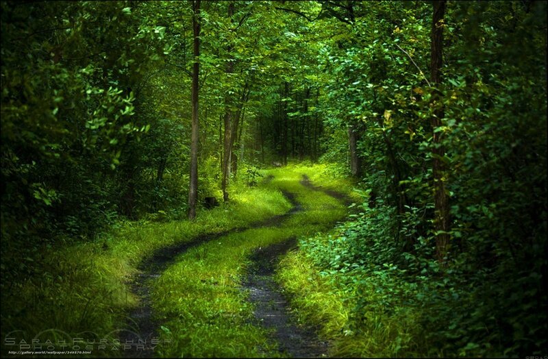 Forest path through green woods