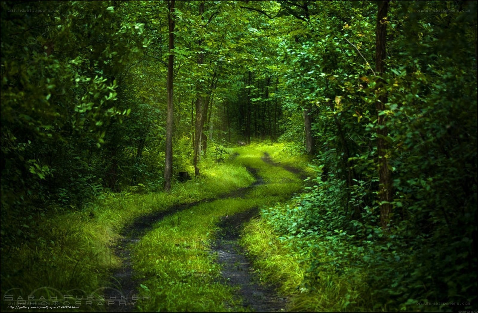 Forest path through green woods