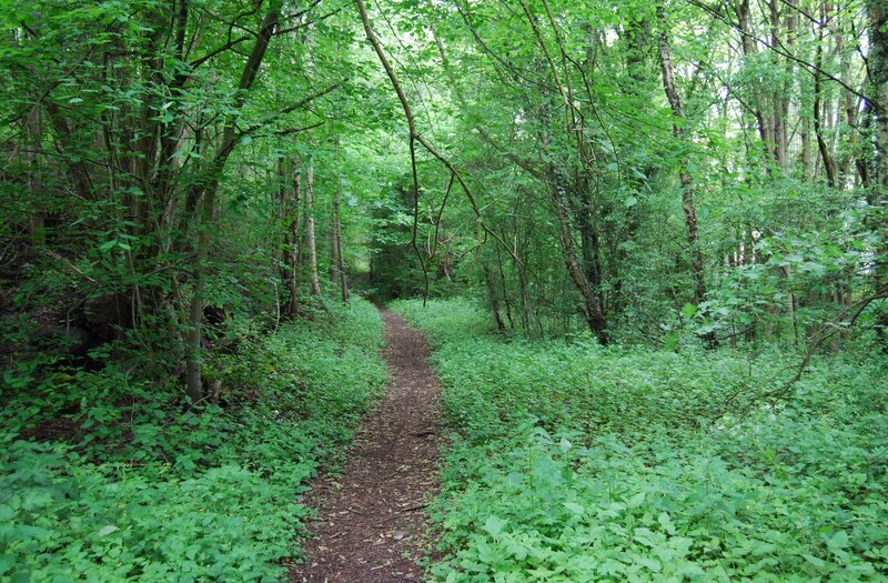 Forest Path Through Greenery — Green