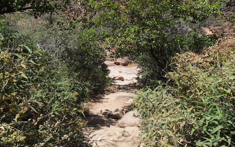 Forest path through greenery