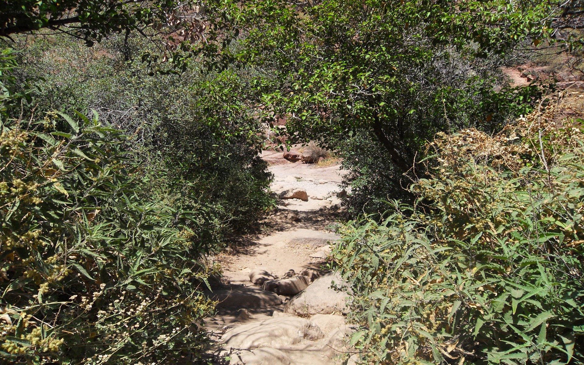 Forest path through greenery