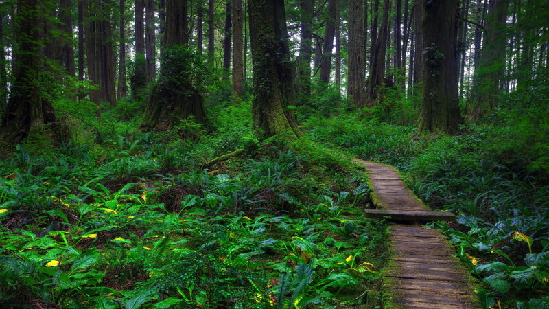 Forest path through lush greenery
