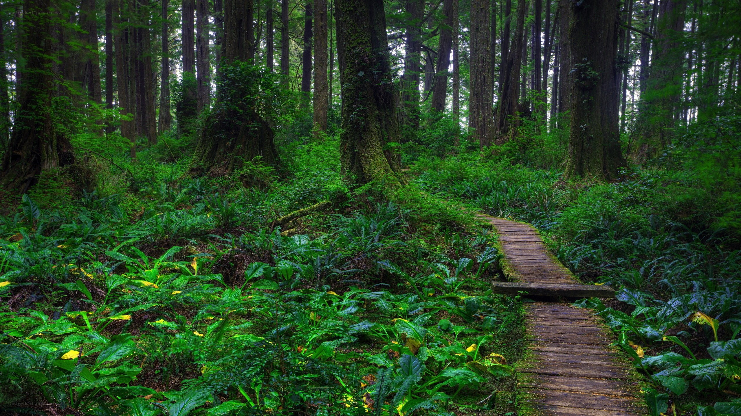 Forest path through lush greenery