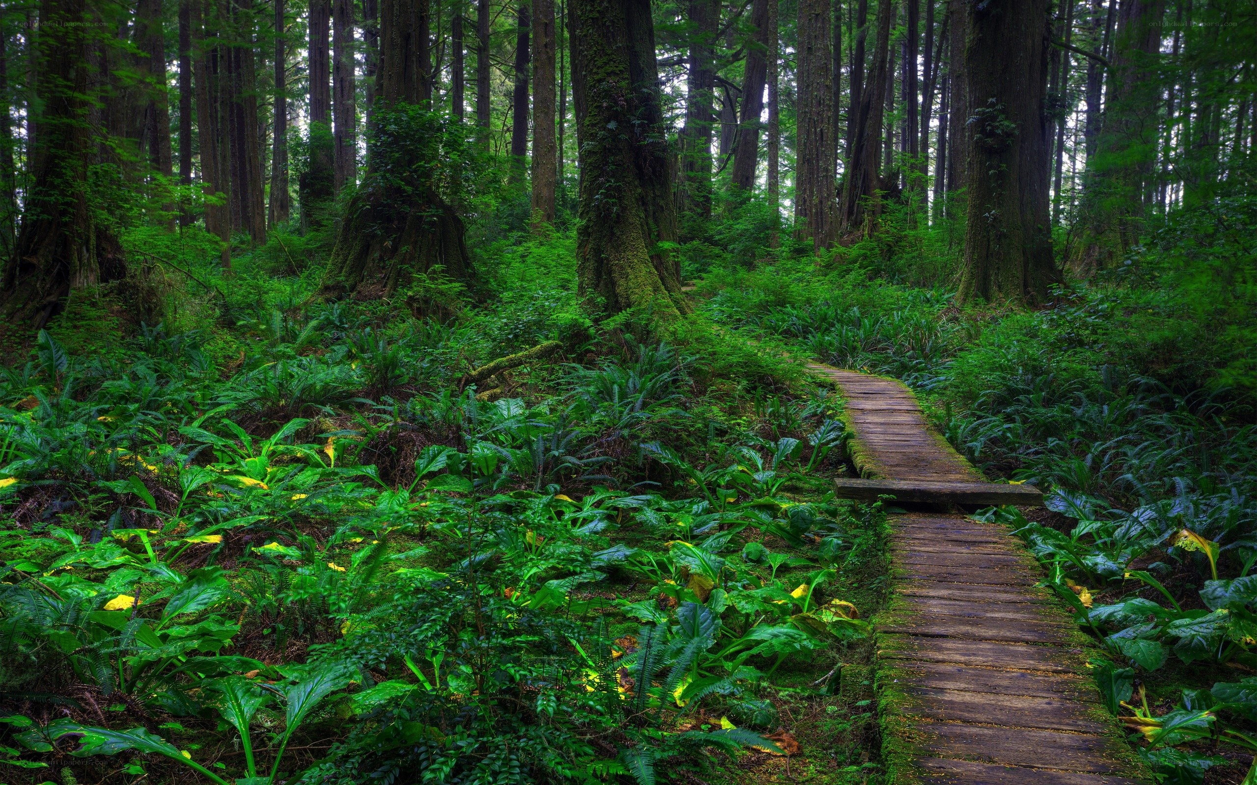 Forest path through lush greenery