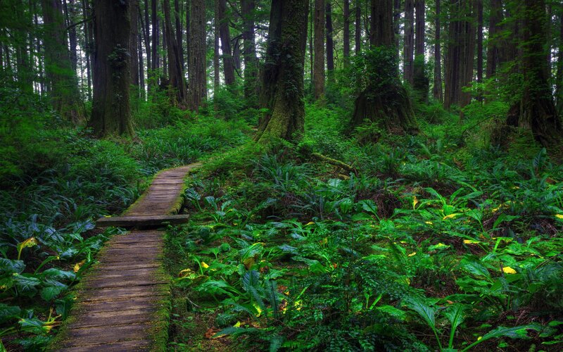 Forest path through lush greenery
