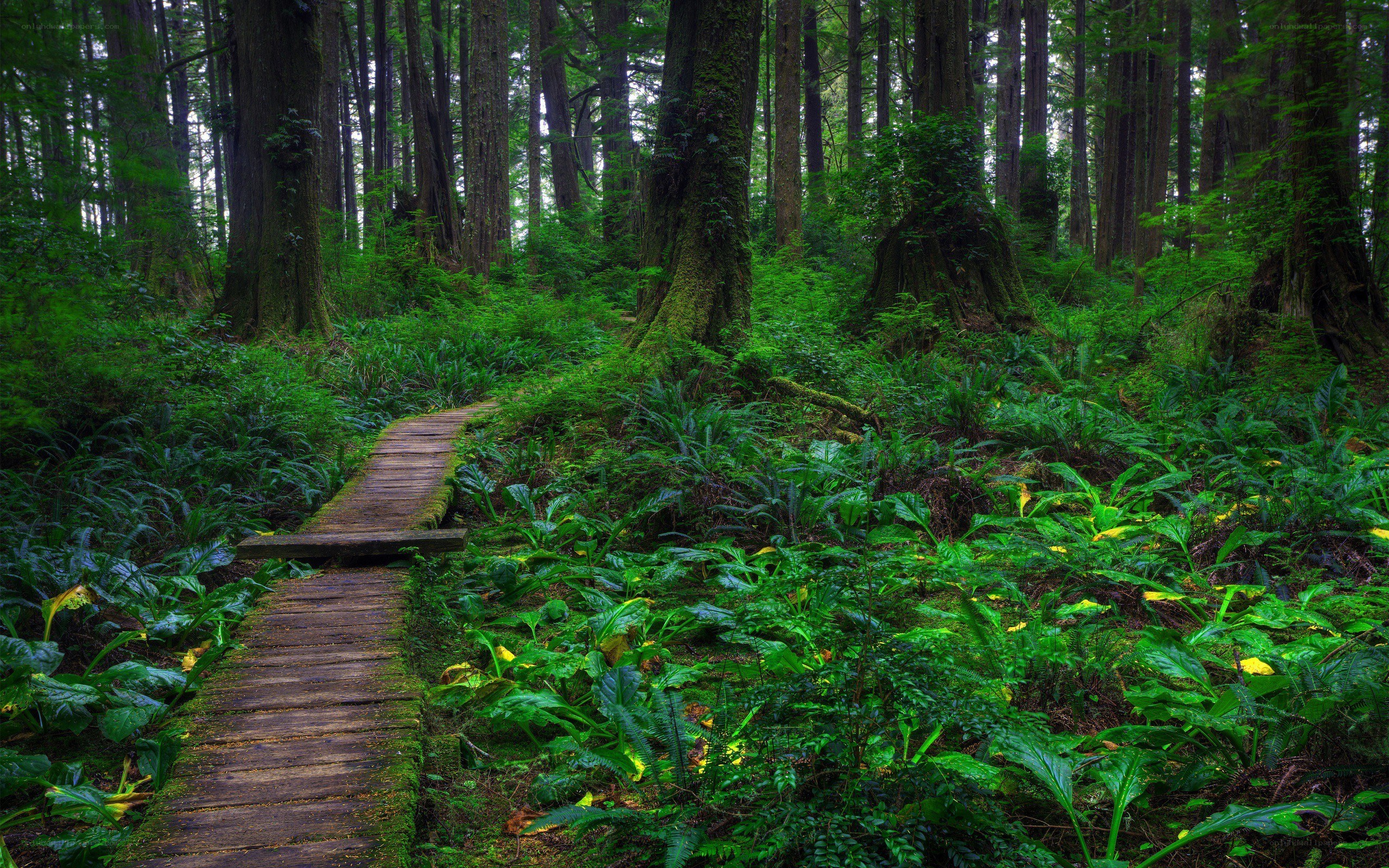Forest path through lush greenery