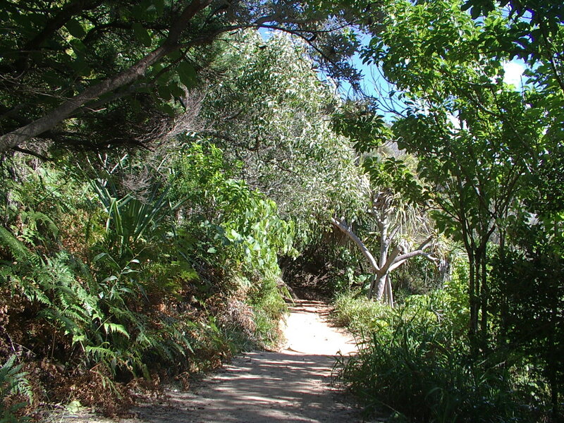 Forest path through lush greenery