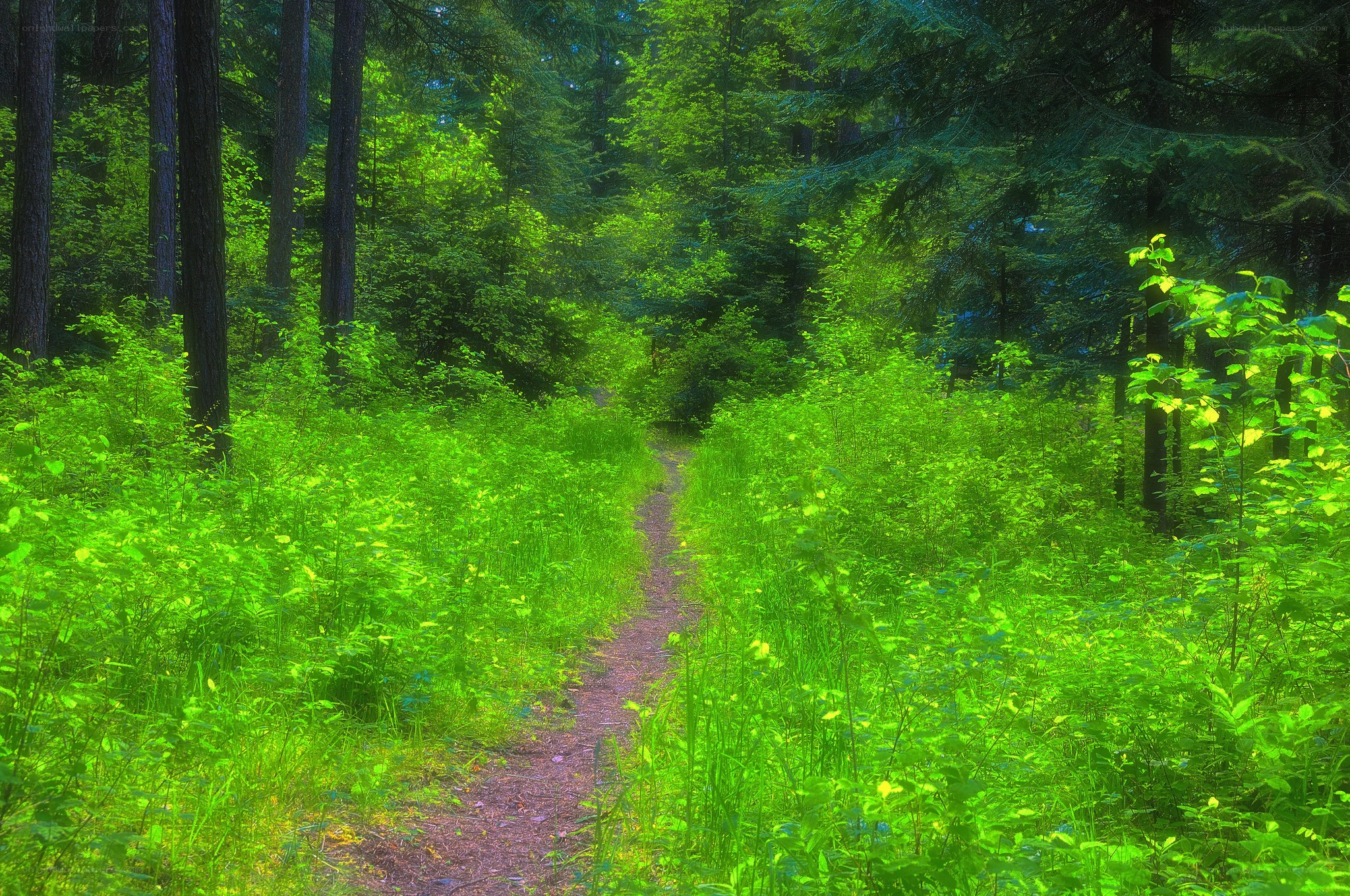 Forest path through lush greenery