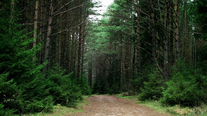 Forest path through pine trees
