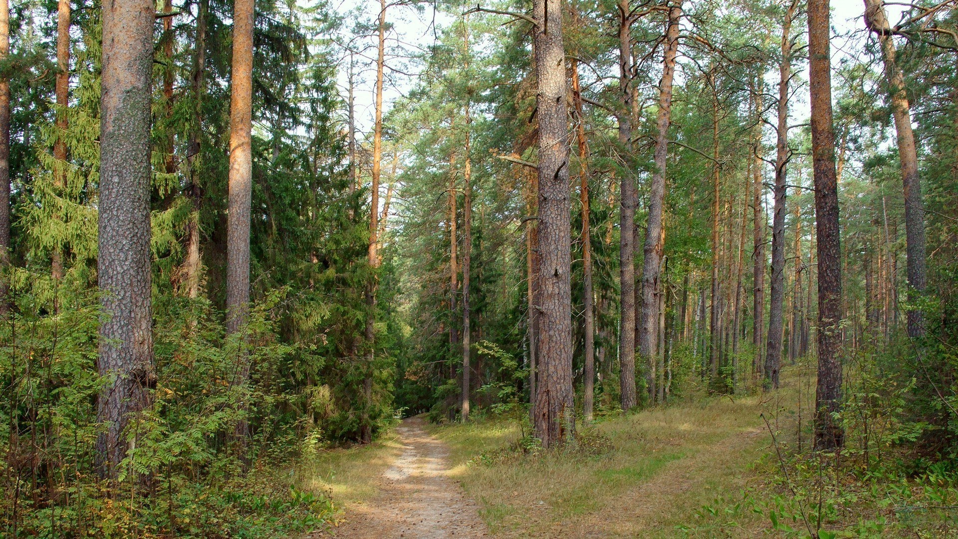 Forest path through pine trees