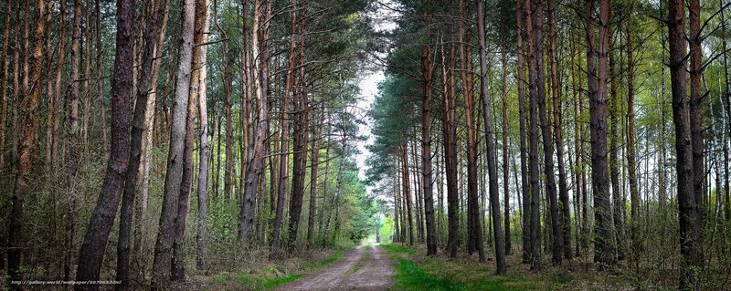 Forest path through pine trees