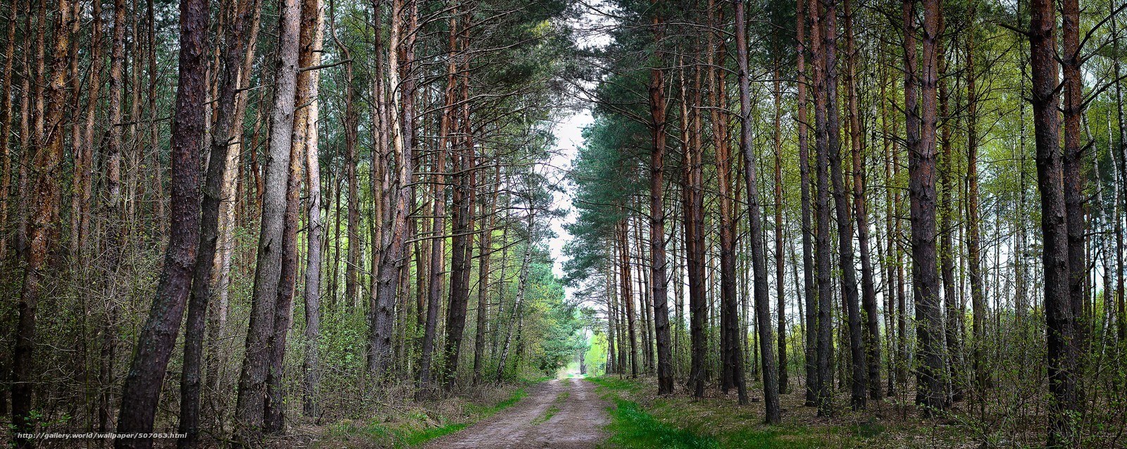 Forest path through pine trees