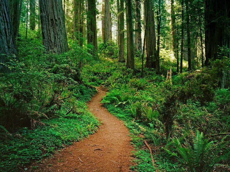 Forest path through redwood trees