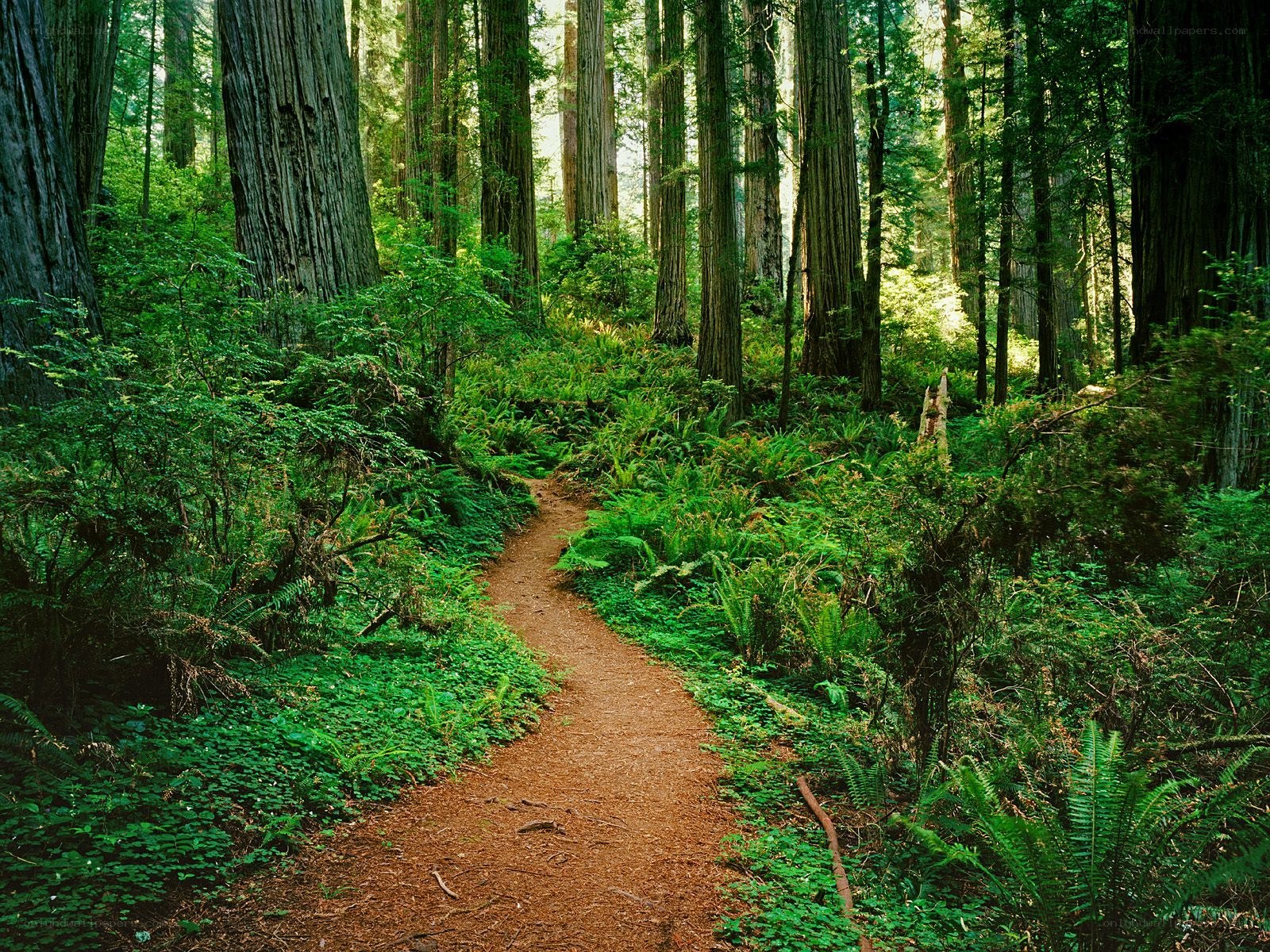 Forest path through redwood trees
