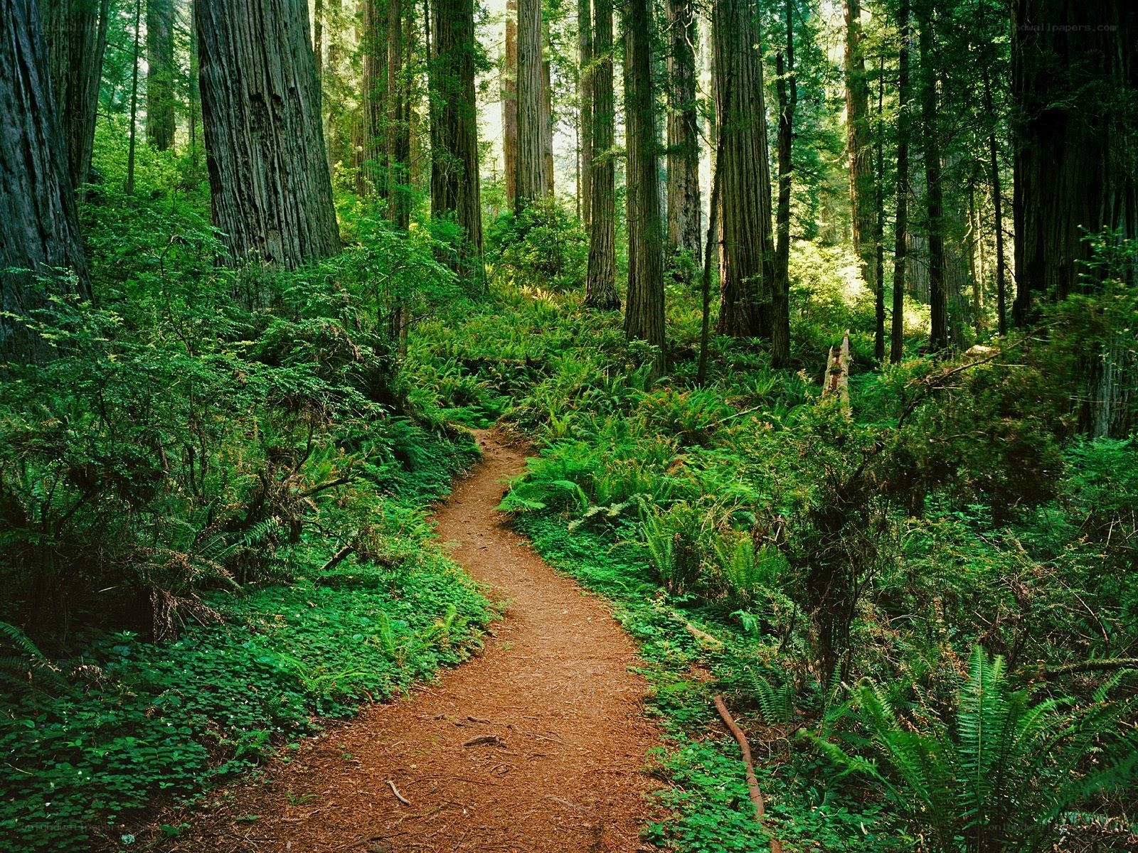Forest path through redwood trees