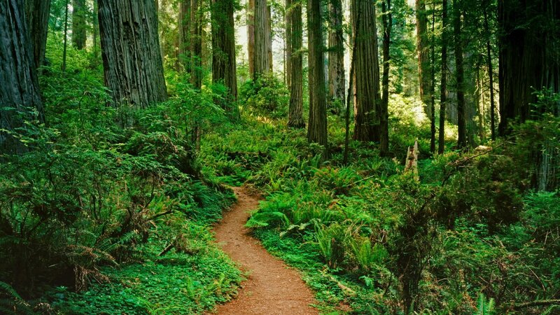 Forest Path Through Redwoods — Green