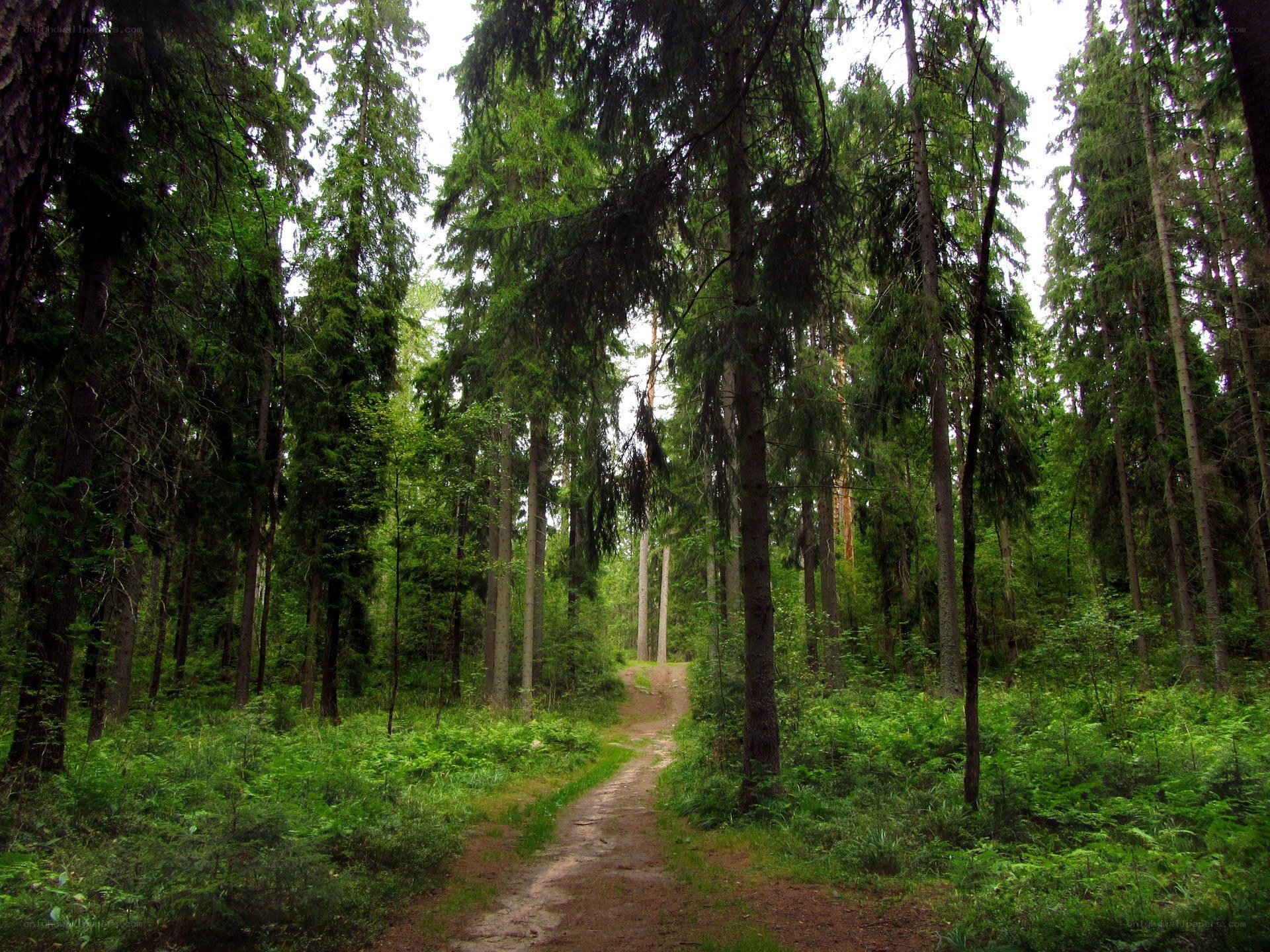Forest path through tall trees