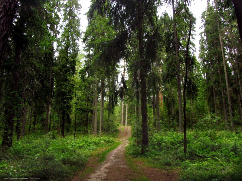 Forest path through tall trees