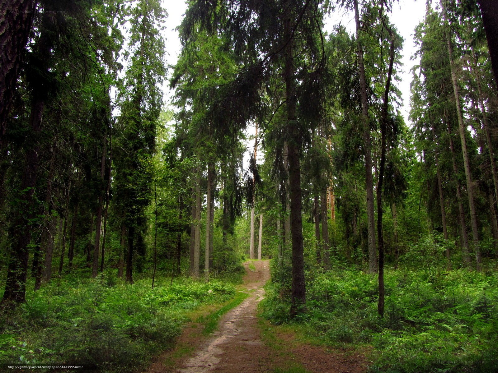 Forest path through tall trees