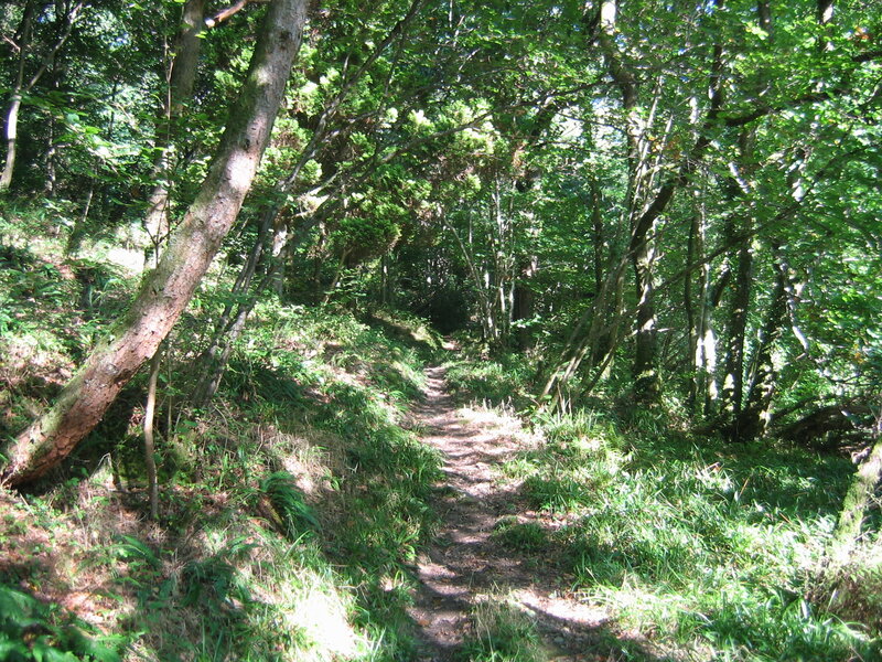 Forest Path Through Trees — Green, Serene, Afternoon, Photograph, Grass, Sunlight