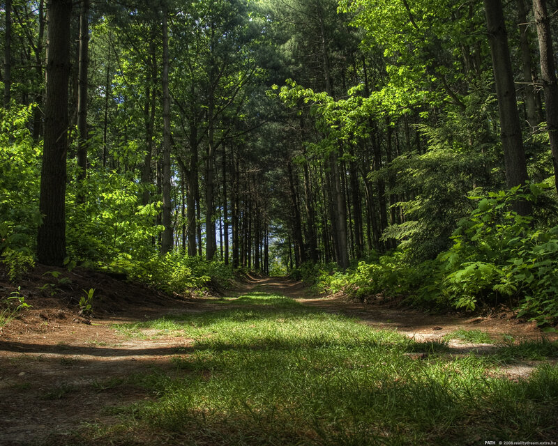 Forest Path Through Trees — Green, Serene, Afternoon, Photograph, Grass