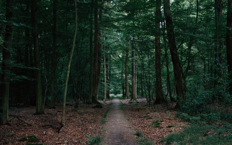 Forest Path Through Trees — Green, Serene, Afternoon, Photograph, Leaves