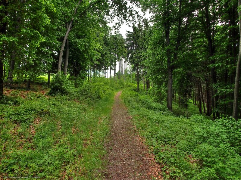 Forest Path Through Trees — Green, Serene, Afternoon, Photograph