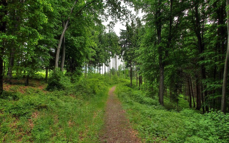 Forest Path Through Trees — Green, Serene, Afternoon