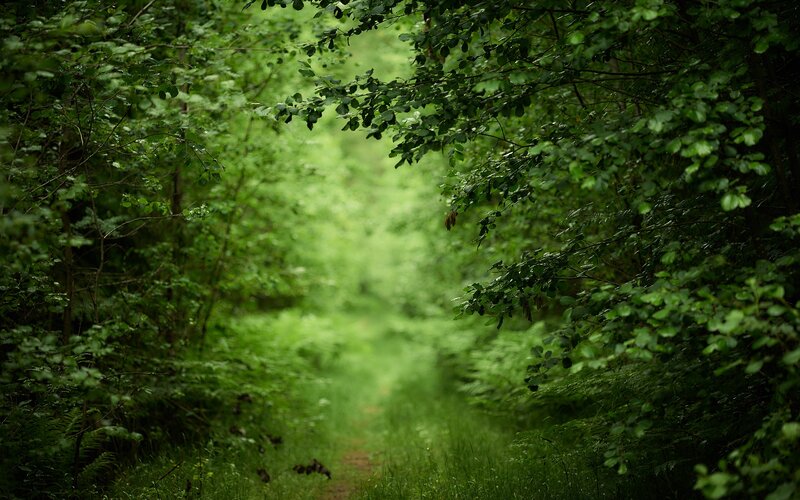 Forest Path Through Trees — Green, Serene, Morning, Photograph, Leaves