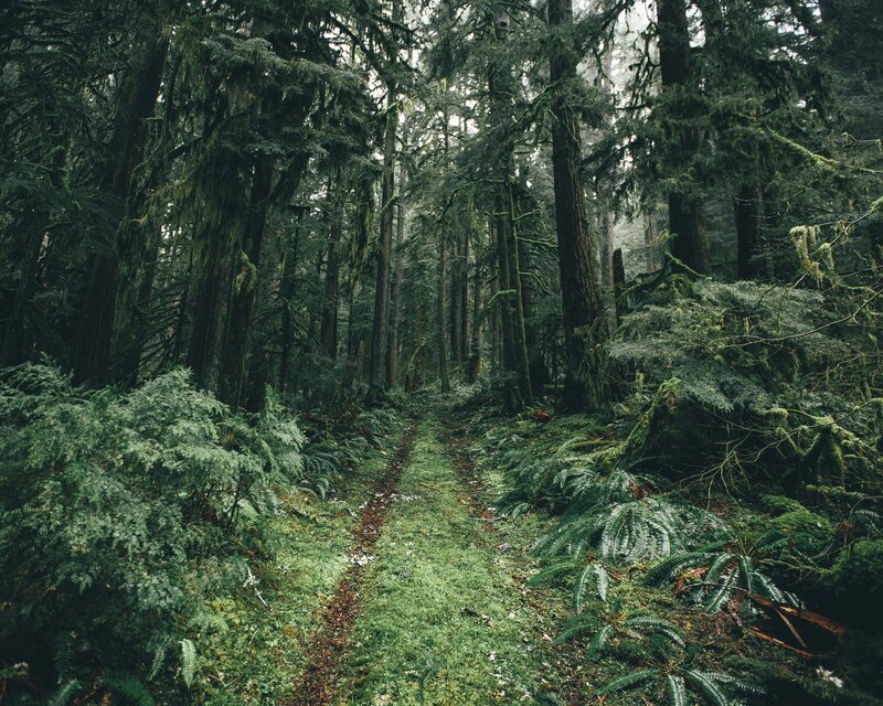 Forest Path Through Trees — Green, Serene, Morning, Photograph, Moss