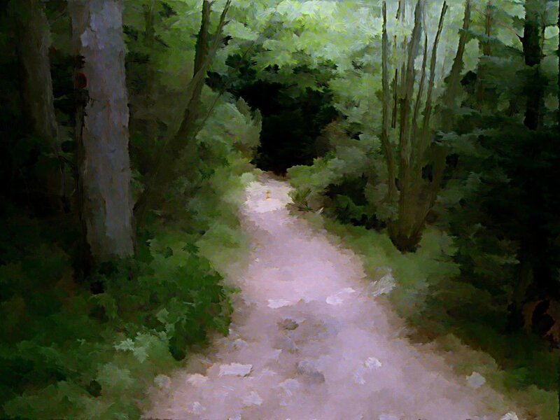 Forest Path Through Trees — Green, Serene