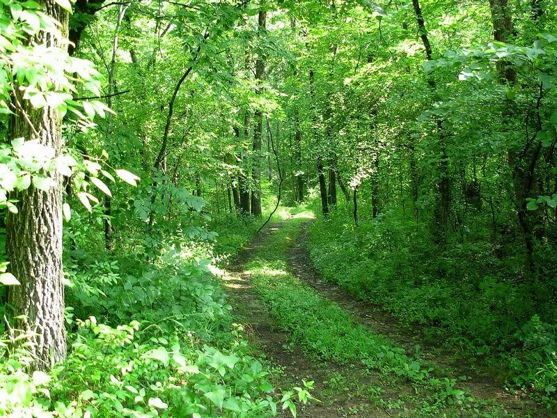 Forest Path Through Trees — Green