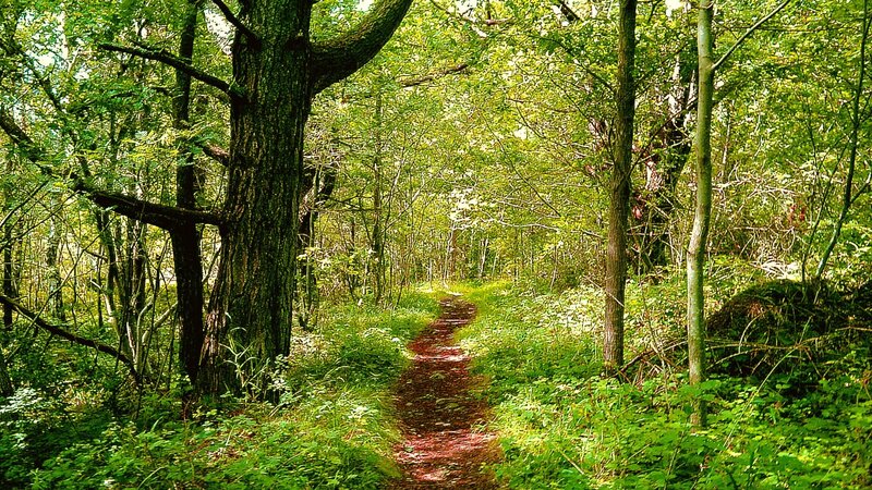 Forest Path Through Trees