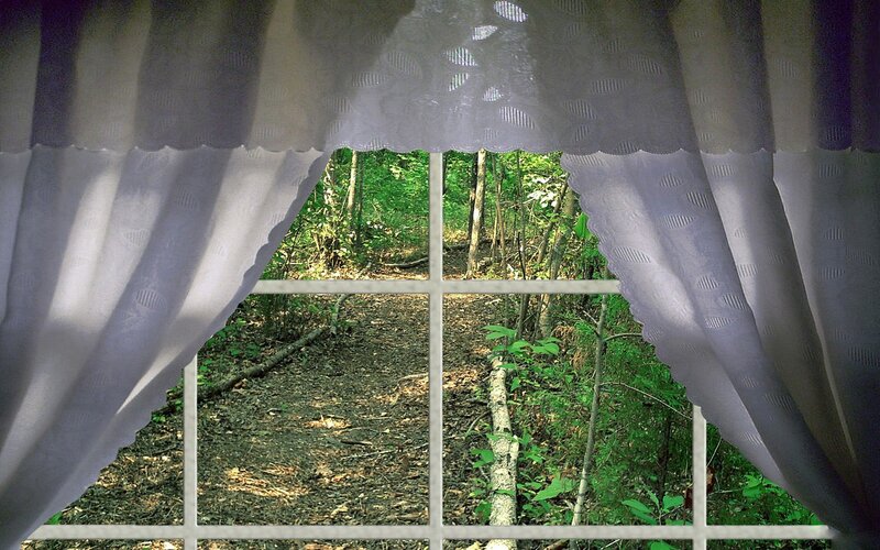 Forest Path Through Window