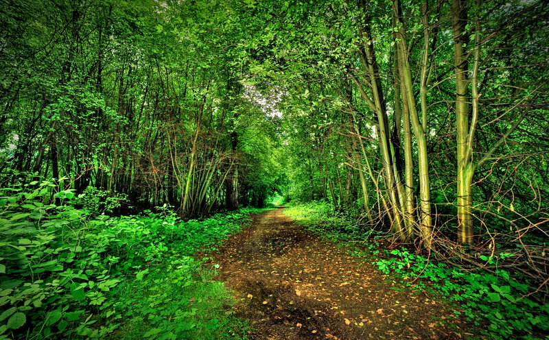 Forest Path