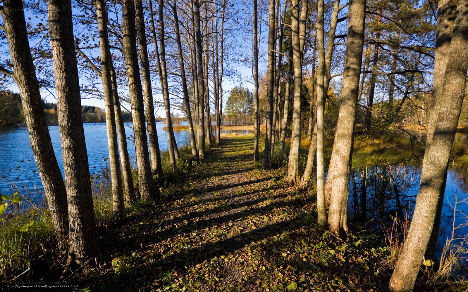 Forest path to a lake