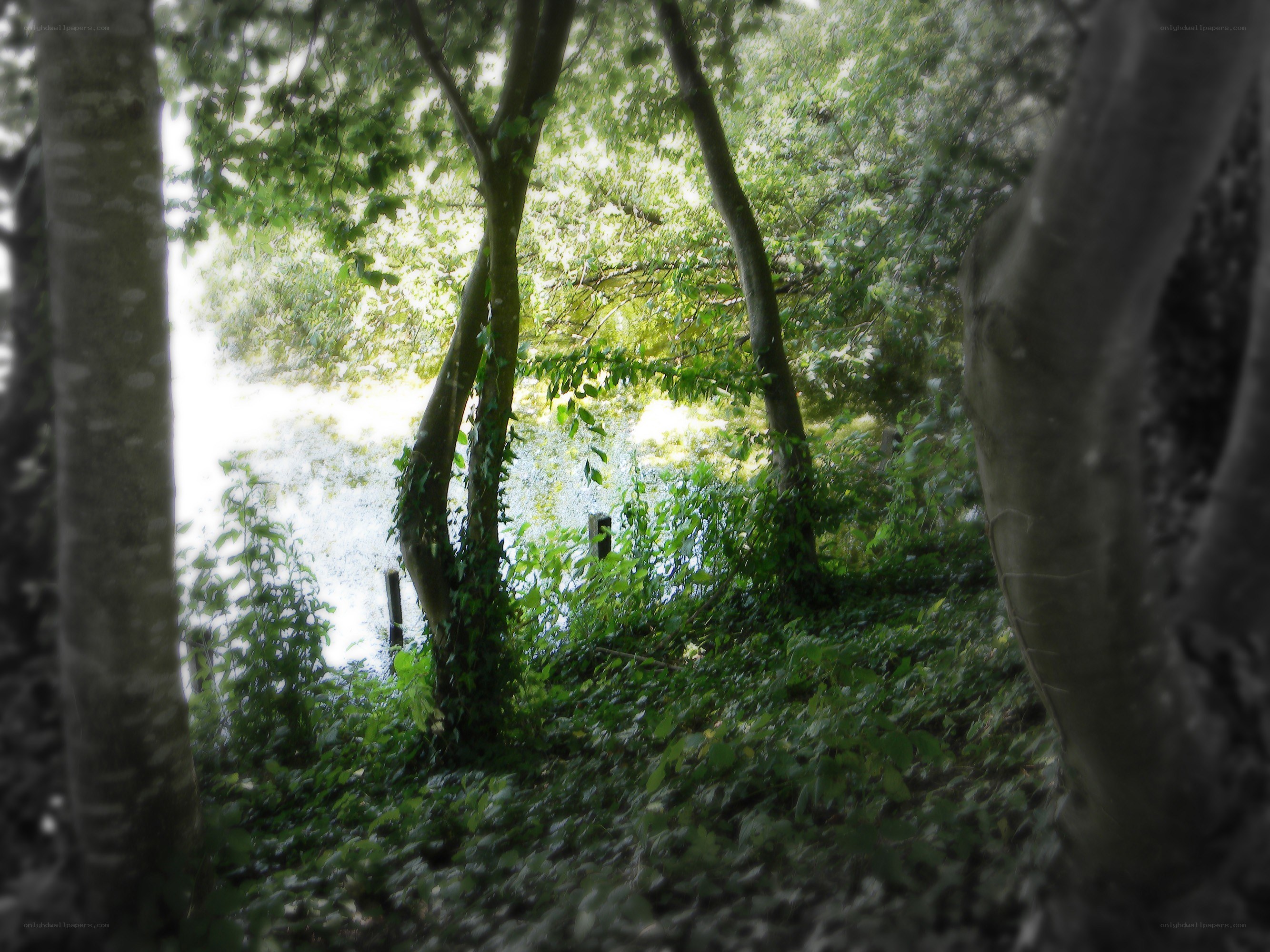 Forest path to a river