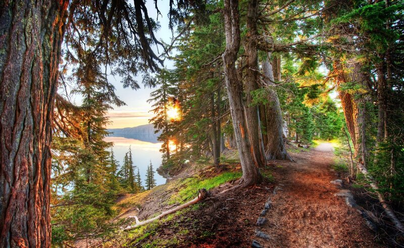 Forest Path to Lake — Green, Serene