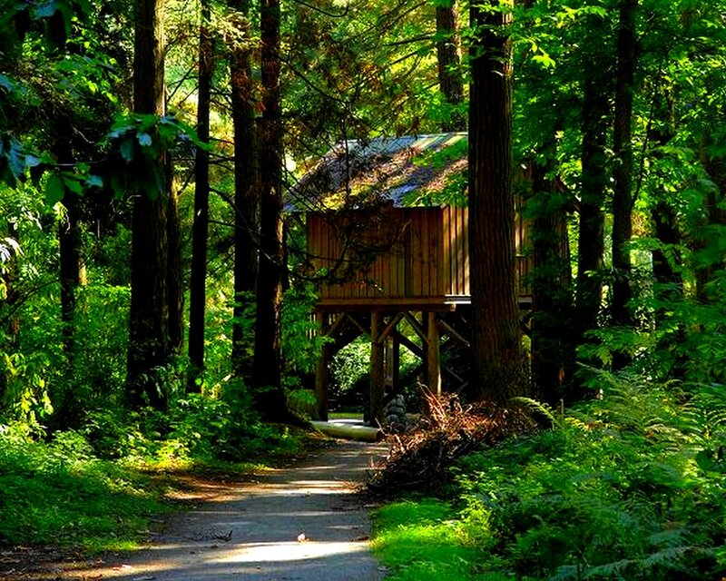 Forest path to treehouse