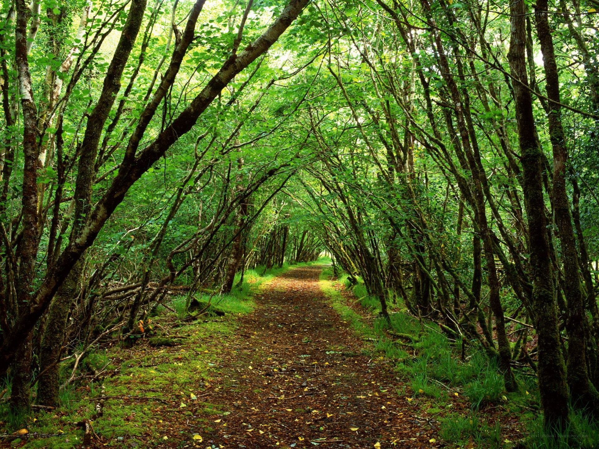 Forest path tunnel