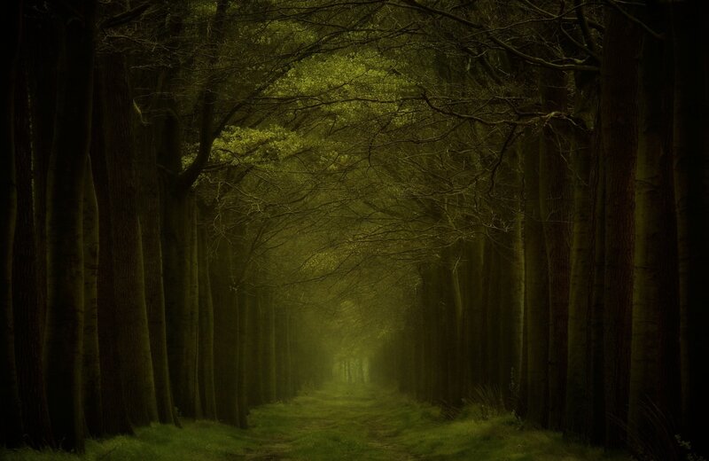 Forest Path Tunnel — Green, Mysterious